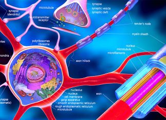 Parkinson’s disease : New light on alpha-synuclein proteins in the brain