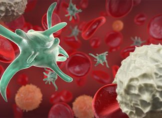 Researchers have identified a cell population that plays a key role in multiple sclerosis (MS)