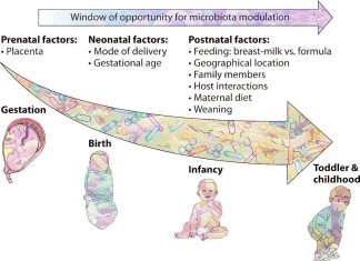 Researchers discovered a specific bacterial lipid in the neonatal gut that promotes immune dysfunction