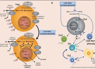 Researchers demonstrate that large doses of cyclophosphamide kill cancer cells and spur an immune system attack on the cells