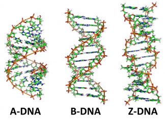 The function of Z-DNA is to regulating interferon responses involved in fighting viruses and cancer
