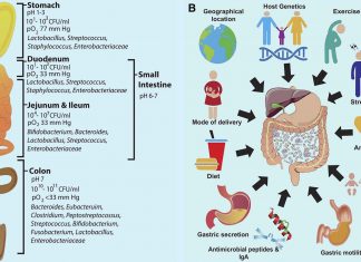 A newly developed mathematical framework describes the ecology of the microbiome coupled to its host