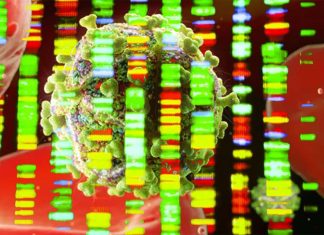 Researchers have for the first time eliminated replication-competent HIV-1 DNA from the genomes of living animals