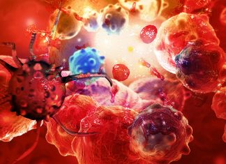 Gut microbes produce compounds that prime immune cells to destroy harmful viruses in the brain and nervous system