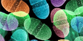 Gut microbiota play an influential role in skeletal muscle mass maintenance and function