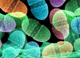 Gut microbiota play an influential role in skeletal muscle mass maintenance and function