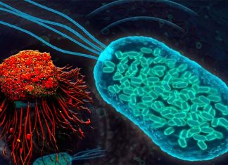 Researchers have engineering a strain of non-pathogenic bacteria that can colonize solid tumors and safely deliver potent immunotherapies