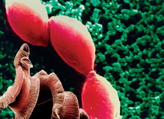 The mere presence of parasites can have a negative effect on hosts