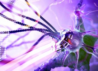 Researchers can record the inner workings of human cardiac cells and primary neurons