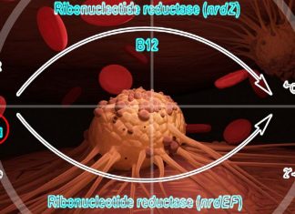 Scientists have identified a way of targeting ribonucleotide reductase – a bottleneck for cancer cell growth