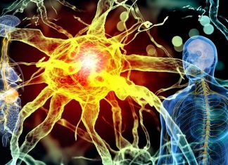 Researchers discovered how the vagus nerve relays signals from the periphery to the brain to help regulate glucose