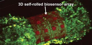 Researchers developed an organ-on-an-electronic-chip platform to advance drug development