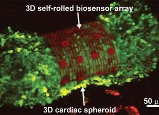 Researchers developed an organ-on-an-electronic-chip platform to advance drug development