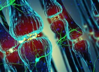 The APOE ε4 Allele: An Early Indicator of Alzheimer’s Disease through Olfactory Decline