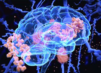 Hyperactive neurons in specific areas of the brain are believed to be an early perturbation in Alzheimer’s disease