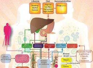 Certain types of bacteria are capable of causing colorectal cancers