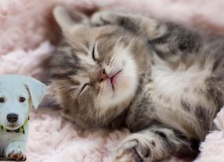 Cute aggression may be a neural mechanism that mediates feelings of being overwhelmed