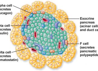 Delta cell can indirectly affect glucose homeostasis in health and disease