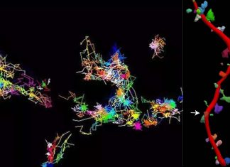 Dementia : A microscopy study revealed tau controls Fyn clustering in dendrites