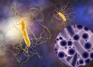 Exposure to Clostridium difficile naturally immunized later in childhood