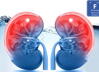 Fluoride exposure may lead to a reduction in kidney and liver function among adolescents