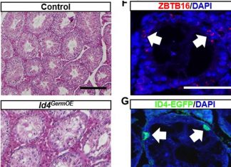 Gene Id4 appears to be a key component in controlling stem cell proliferation