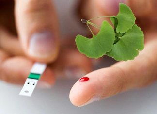 The extract of the leaves of Ginkgo biloba may fighting Type 2 diabetes