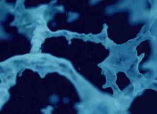 Alzheimer – Parkinson : Researchers developed a model to better understand how drugs inhibit the growth of protein fibrils