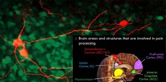 Insular cortex process strong feelings as fear or bodily discomfort