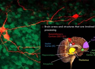Insular cortex process strong feelings as fear or bodily discomfort