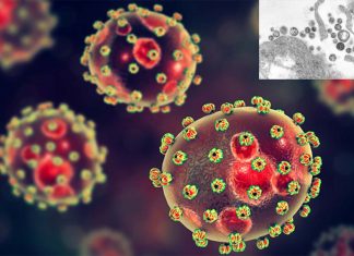 Lassa virus : researchers have neutralize the virus