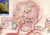 Most tumors contain macrophages that aid tumor growth