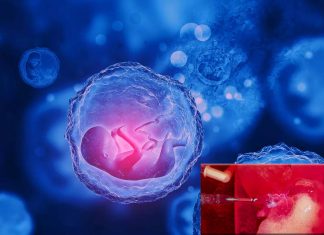 Researchers grow genetically modified miniature human livers in the laboratory to emulate human liver disease progression and test therapeutics