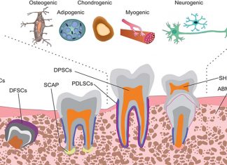 Stem cells hold the key to wound healing including in teeth