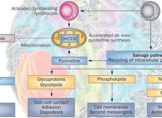 Teriflunomide inhibits glioblastoma cell survival