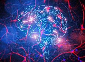 Star-shaped cells called astrocytes help the brain establish long-lasting memories