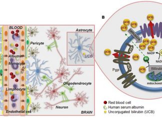 Bilirubin appears to have neuroprotective properties from oxidative stress damage