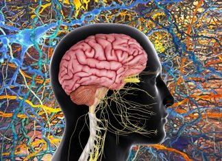 Researchers demonstrate a ways to classifies brain cells based on electrical signals