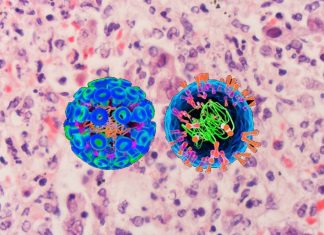 The combination of a vaccine and a medicated cream is a promising strategy to dramatically reduce the recurrence of genital herpes
