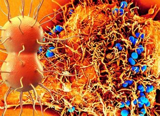 Blocking the ability of the bacterial pathogen that causes gonorrhea to uptake the mineral zinc can stop infection
