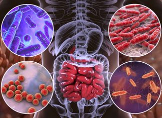 The gut microbiota make the difference between a cancer treatments success and its failure