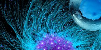 A combination of heart cells derived from human stem cells could treat heart failure