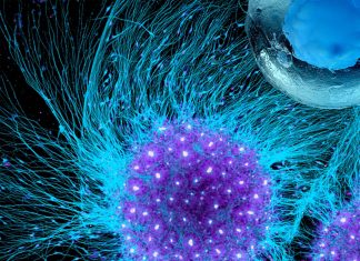 A combination of heart cells derived from human stem cells could treat heart failure