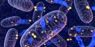 Researchers provide evidence that sick mitochondria cause telomere damage in cells