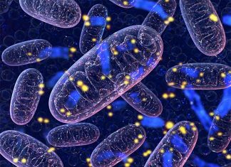Researchers provide evidence that sick mitochondria cause telomere damage in cells