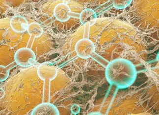 A molecule called 27HC directly affects white adipose tissue and increases body fat even if you eat a healthy diet