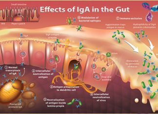 Researchers found a link between high fat diets, obesity and the lack of gut IgA in promoting inflammation and insulin resistance