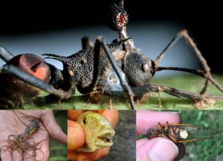 Understanding how parasites hack the brains of their hosts may provide new insights into decision making and behavior