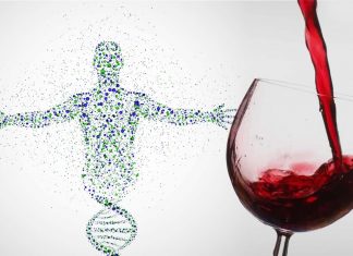 People who drink red wine have an increased gut microbiota diversity