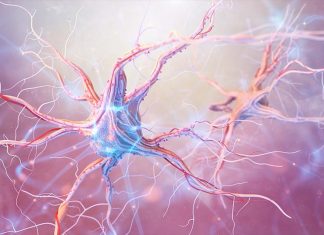 Scientists have identified a group of proteins that help to regenerate damaged nerve cells